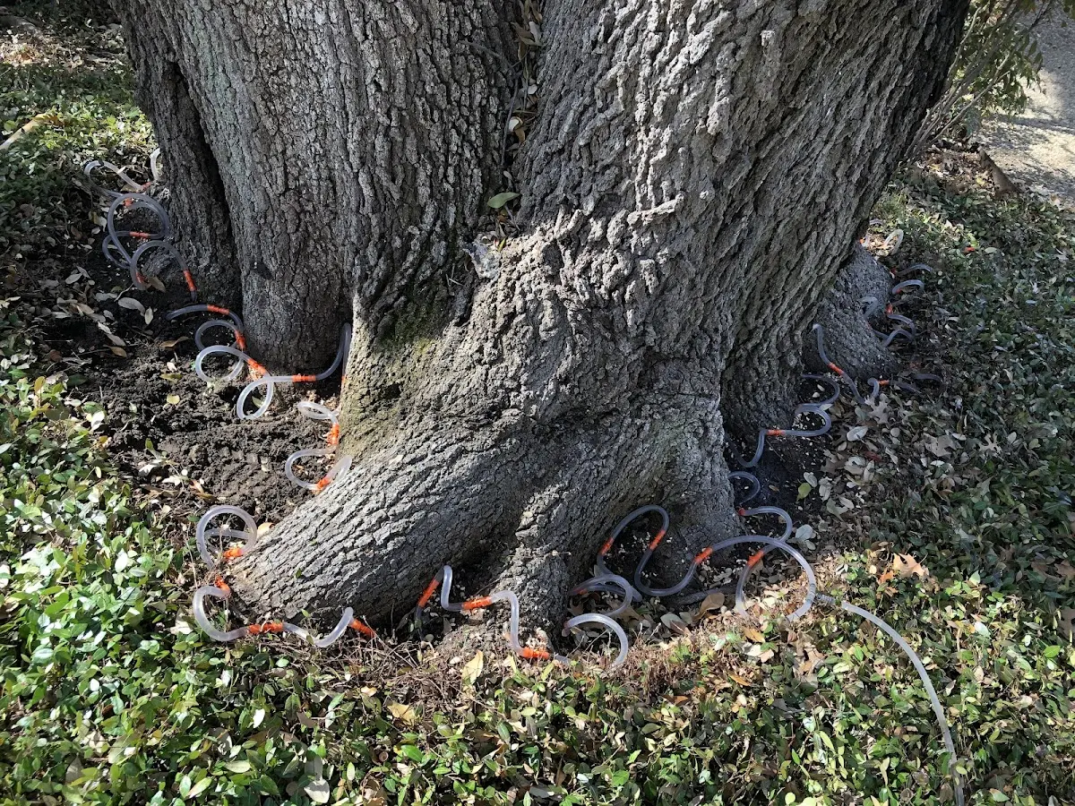 Detailed Tree Cabling and Bracing job site in Traskwood