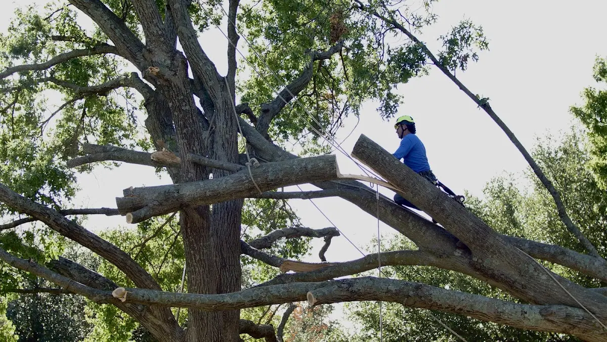 Professional Crown Thinning performed by certified arborists in Traskwood